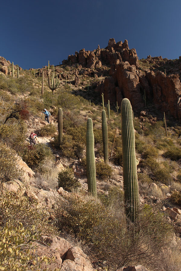 I wonder if Sigmund Freud ever visited Phoenix...