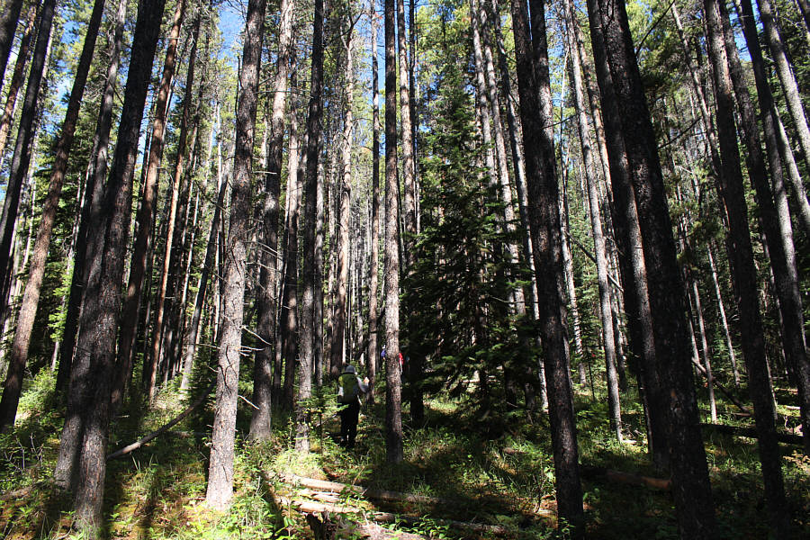 Beats having to bushwhack!