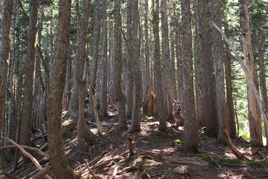 Despite the lack of views, I really appreciated the shade on this hot day.
