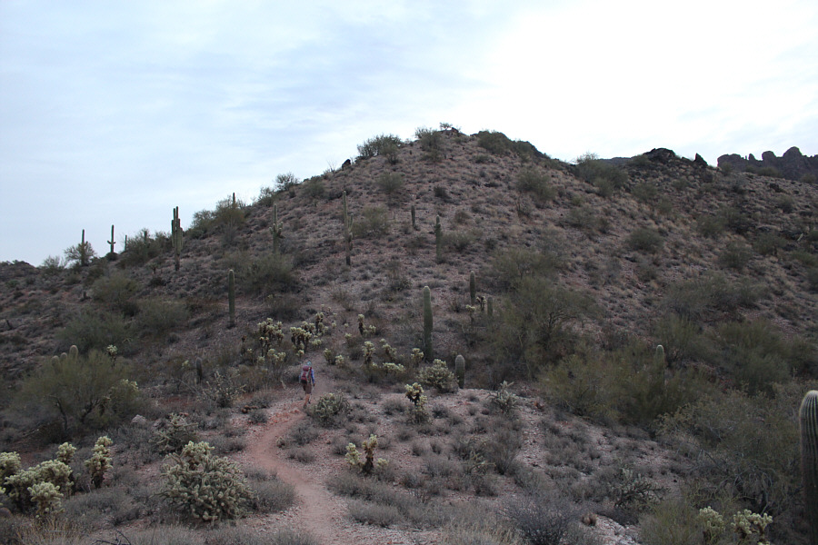 Again, watch out for the chollas!