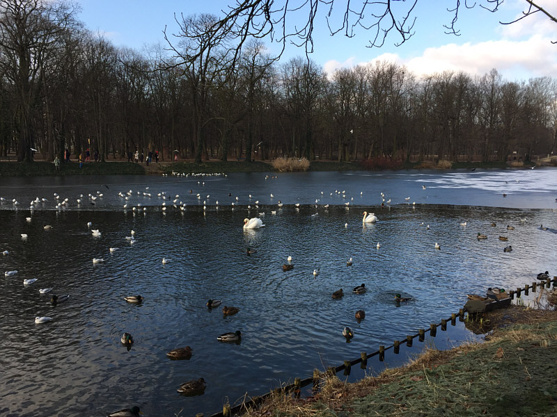 With so many birds, "Bathroom Ponds" might be an apt name...