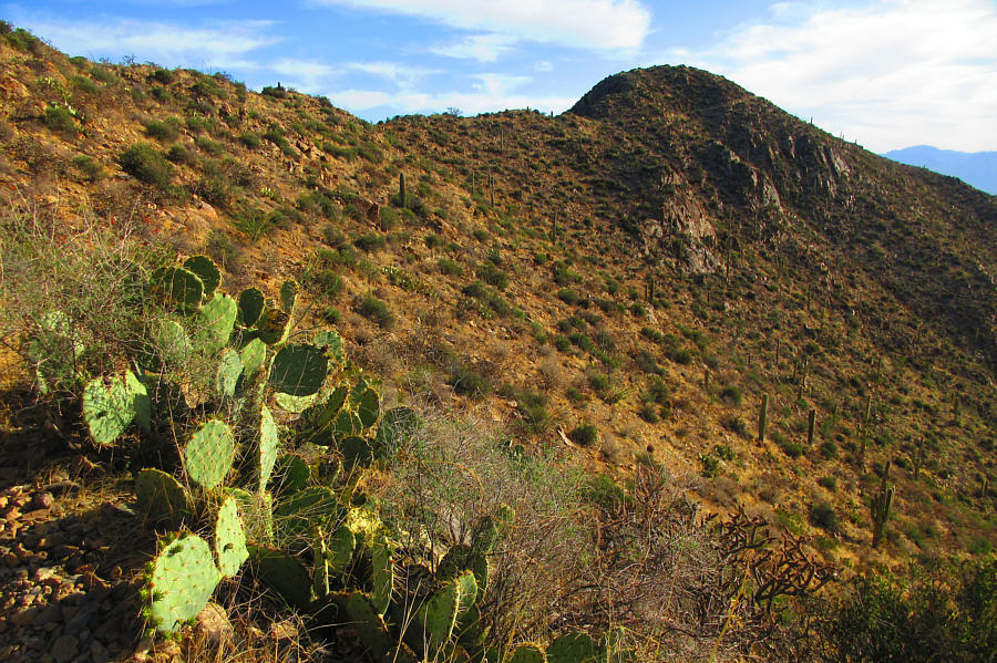 Don't worry! You don't have to walk through the patch of prickly pear cacti!