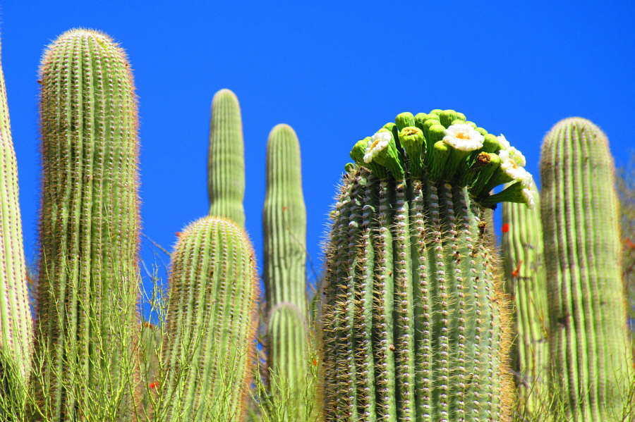 Cactus with a hairdo!
