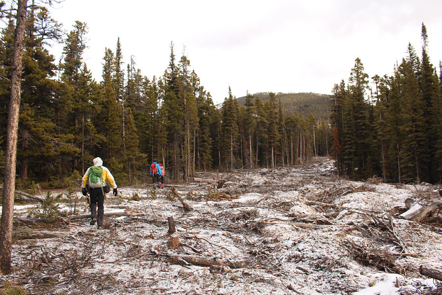 It's easier to bushwhack through the trees than hike up this mess!