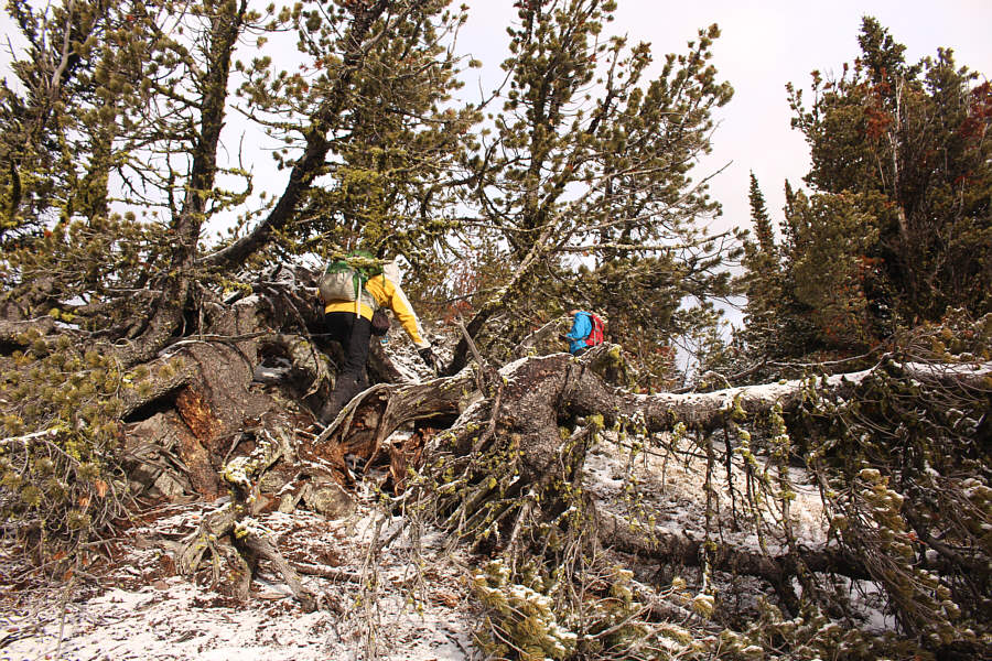 A chainsaw would be handy here!