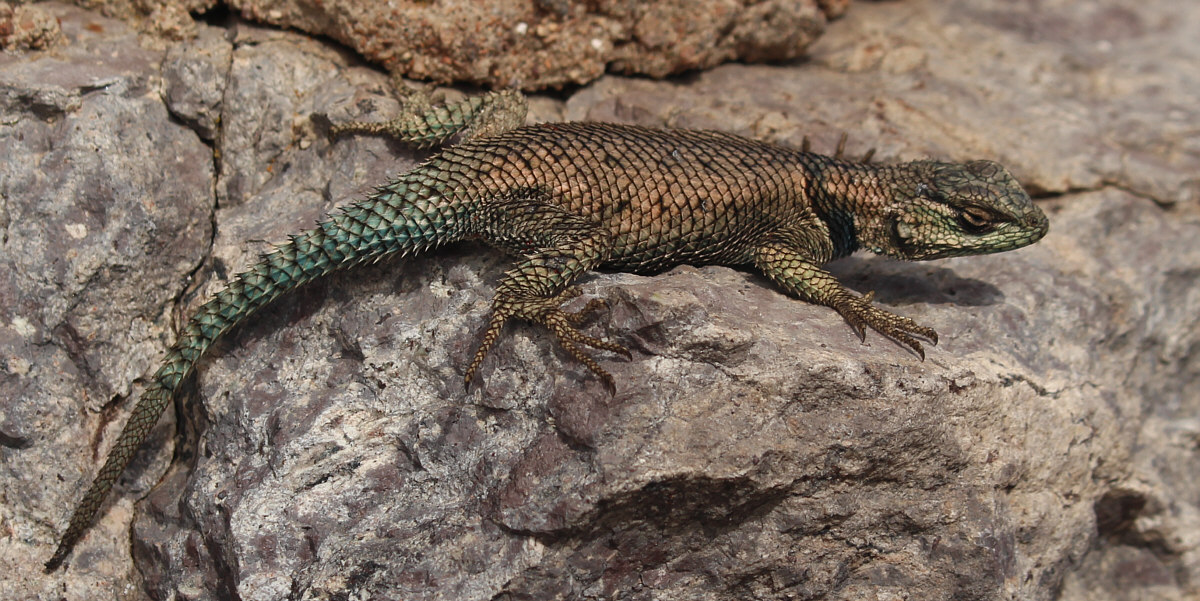 The scales of this lizard are iridescent!