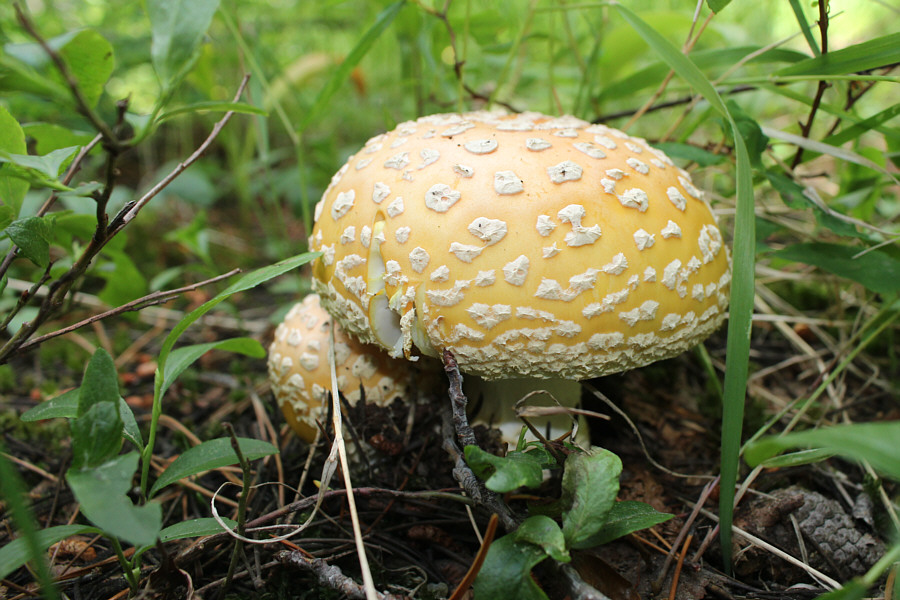 Do not eat this!