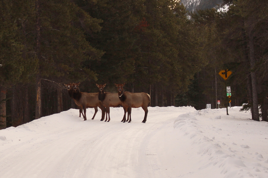 I don't think they've paid for their green fees!