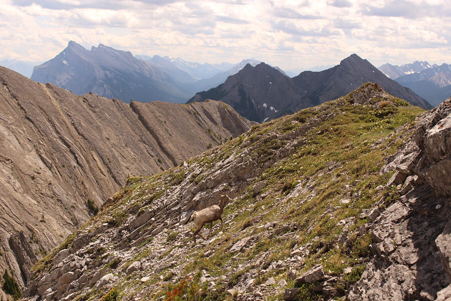 Okay, let's follow the sheep!