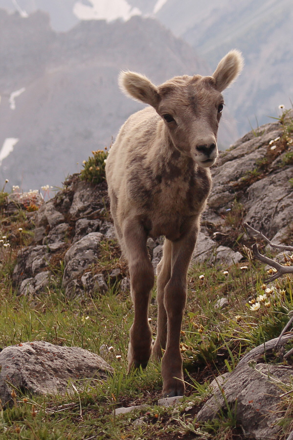We saw about five lambs among the huge herd of sheep here.