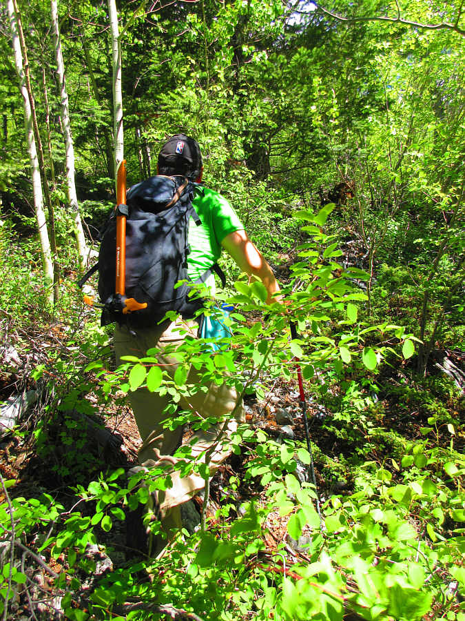 Why is the bush getting thicker the higher we climb??