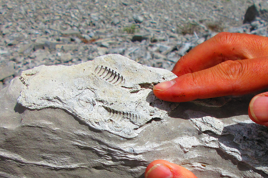 Maybe there's a fossilized bottle of mezcal nearby!