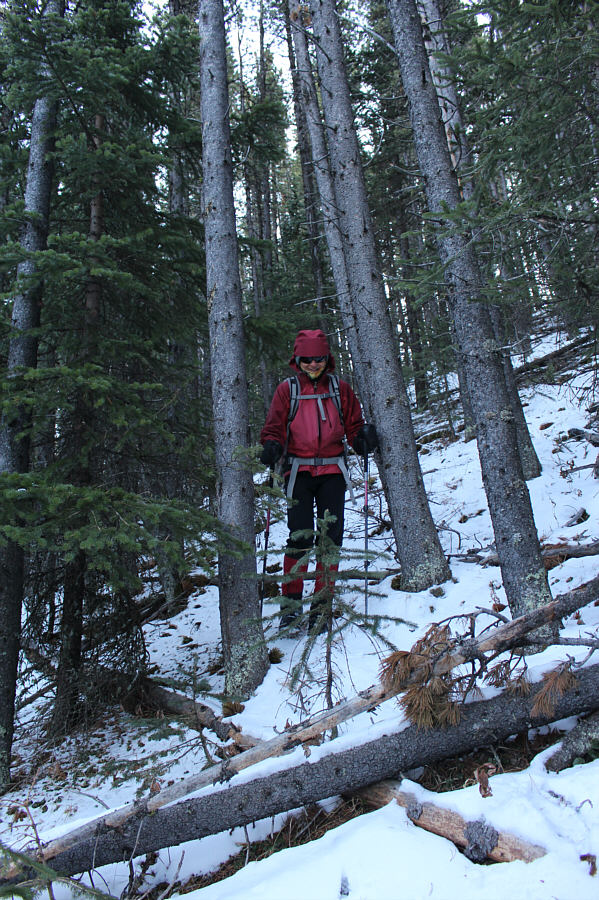 We've endured worse bushwhacking than this!