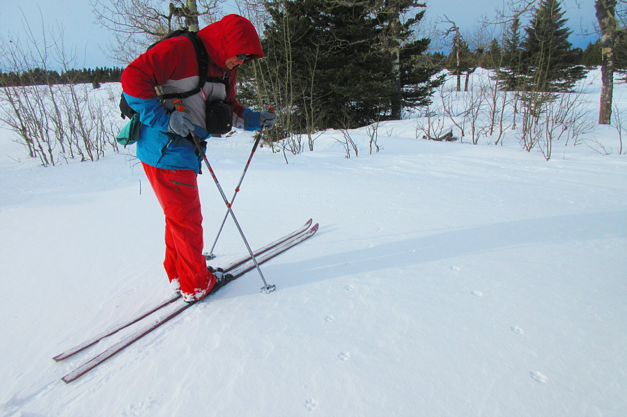 Wile E. Coyote, that is.