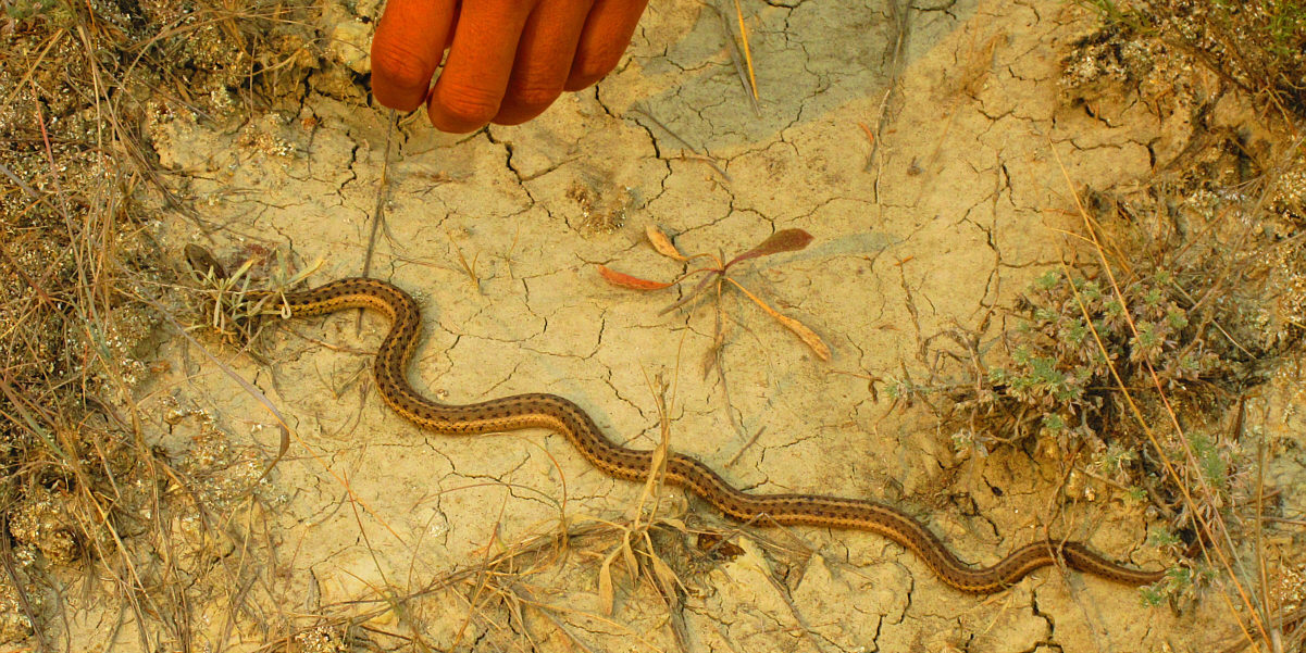 It's not a rattlesnake...I think!