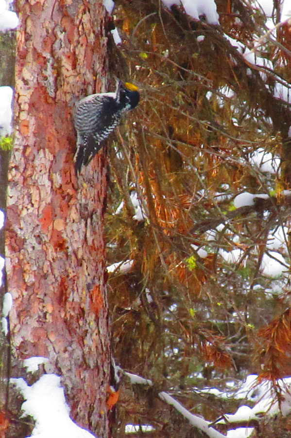 Quit banging your head on the tree!
