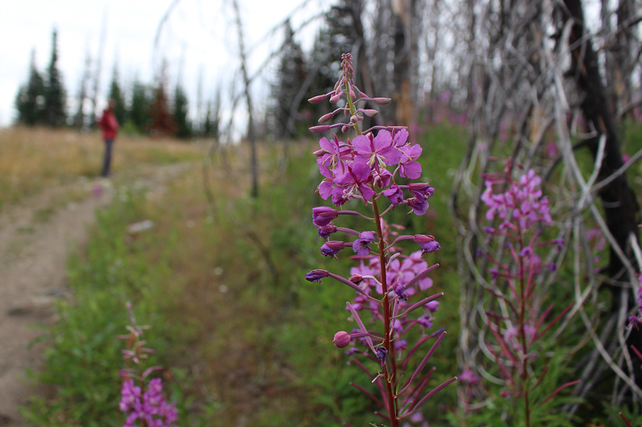Watch out for cows too!