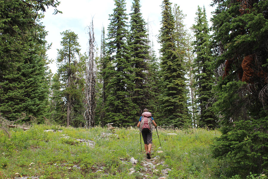 Still lots of low-lying blueberries here!