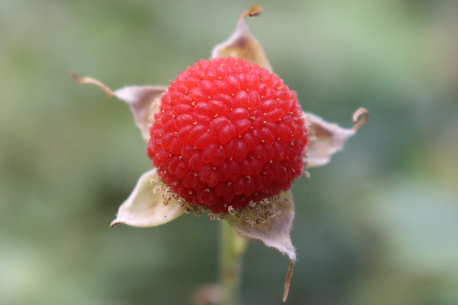 It's nearly impossible to pick and store these. They must be eaten immediately!