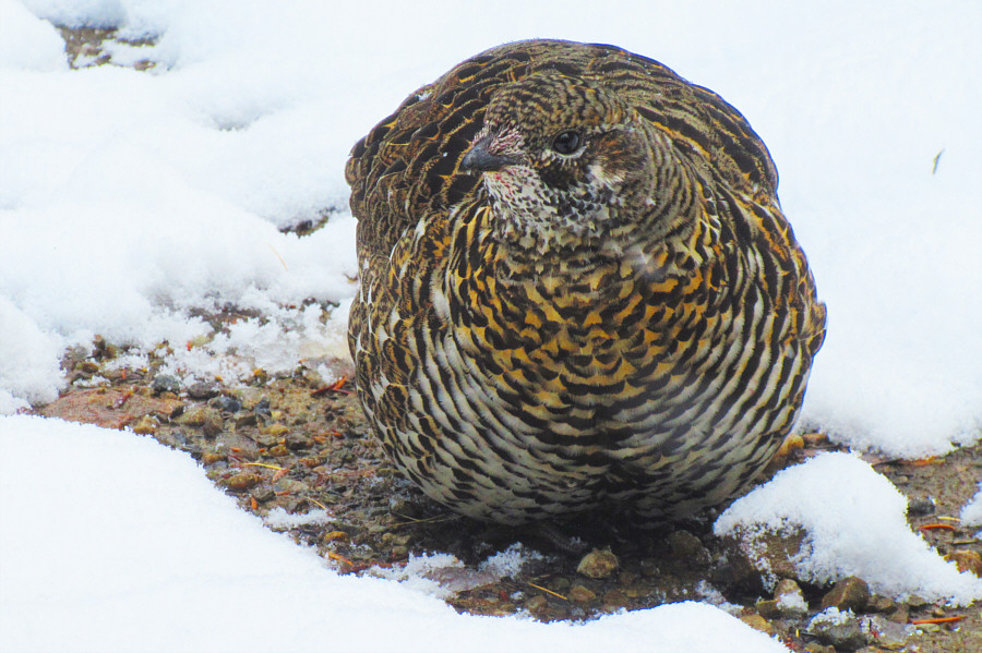 This one started chirping once we disturbed her.