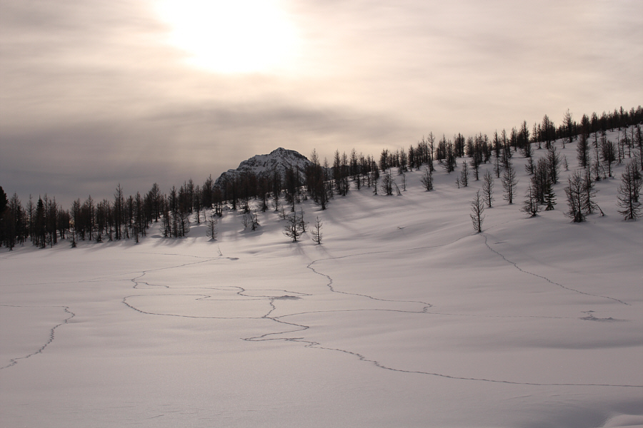 But what kind of animal made these?