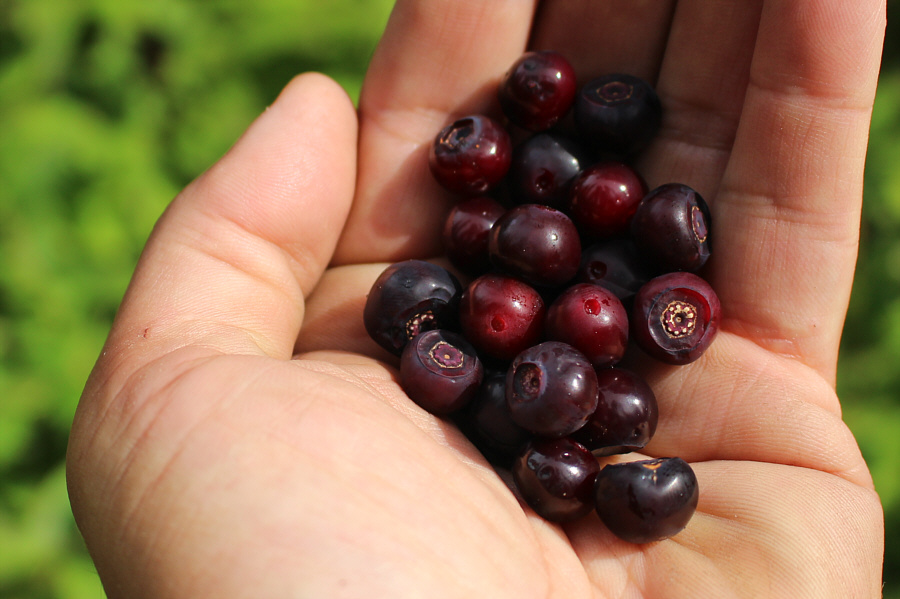 Guess what happened to these berries right after this photo was taken...