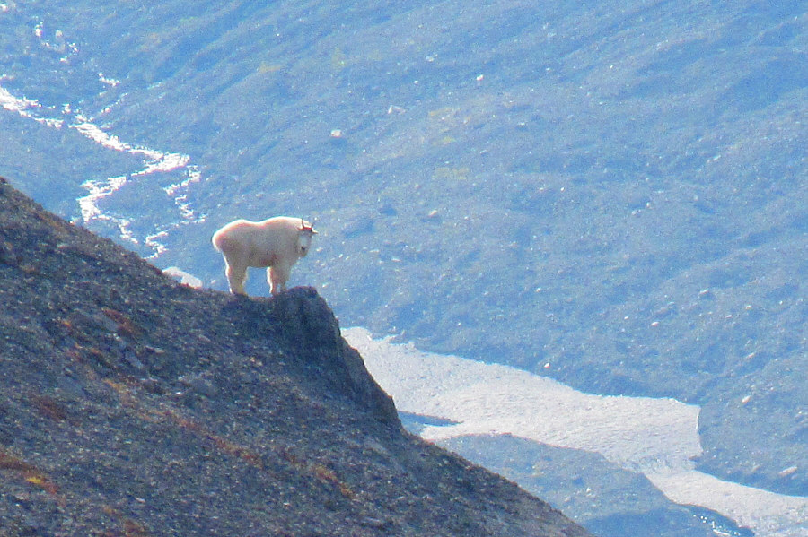 Goat:  Hmmm...tourists!