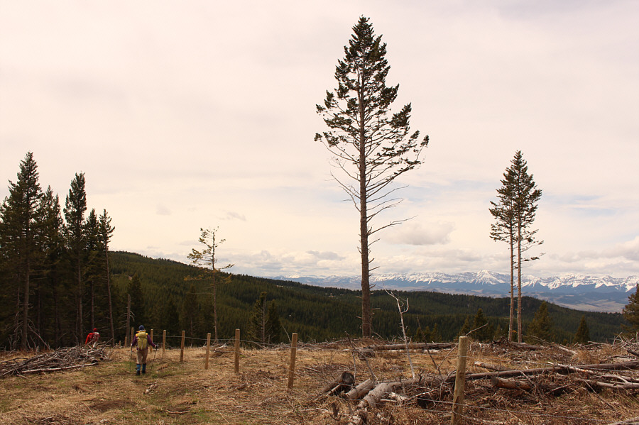 I'm not sure why these clear cuts still have the odd tree standing.