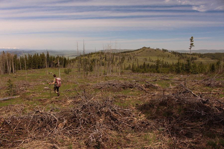Not as easy as it looks to walk through the clear cuts!