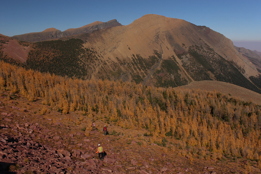 Just in case we didn't get enough of golden larches on this day...