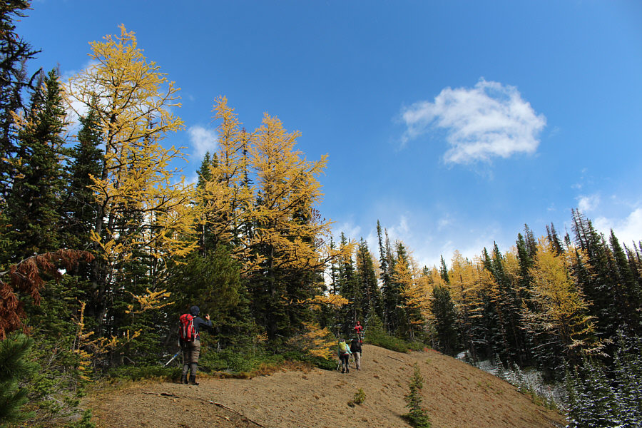 And there are some nice larches to boot!