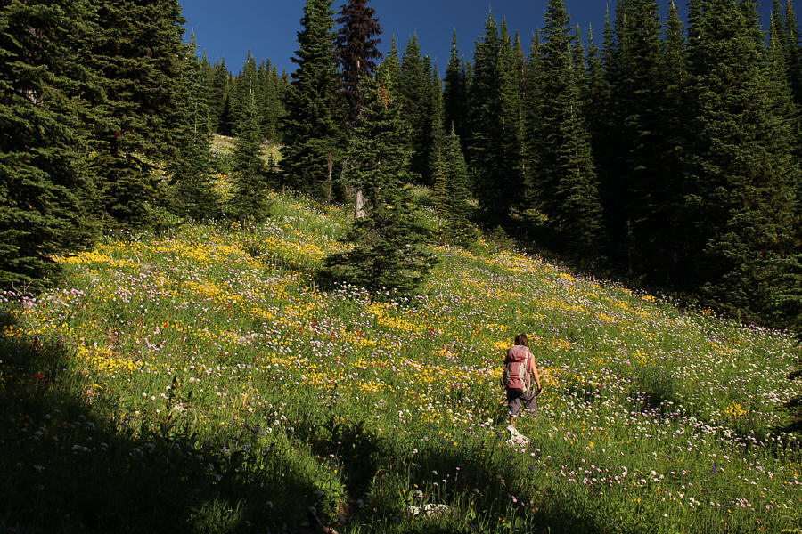 Get your fill of wildflowers!