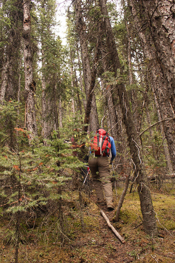 I've definitely had worse bushwhacking!