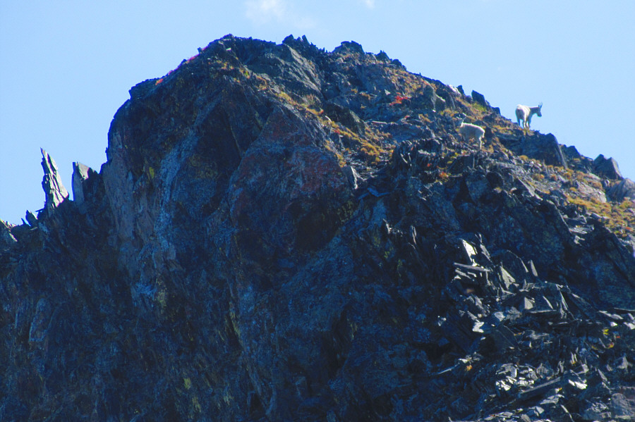 Not nearly as friendly as the goats in Valhalla!