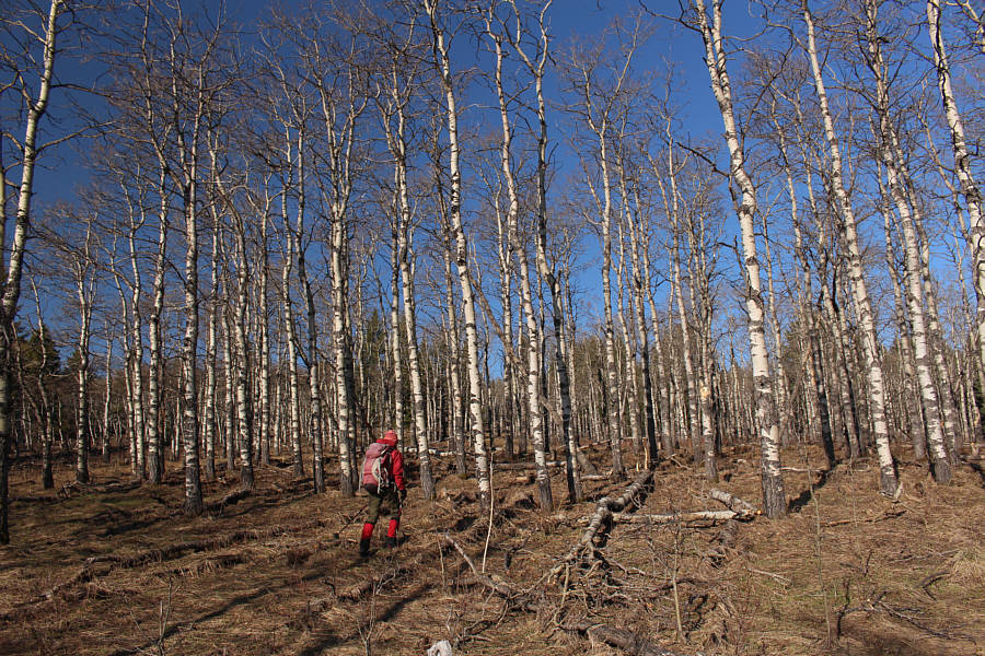 Curiously, they sadden Zosia who somehow attributes them to suicides.