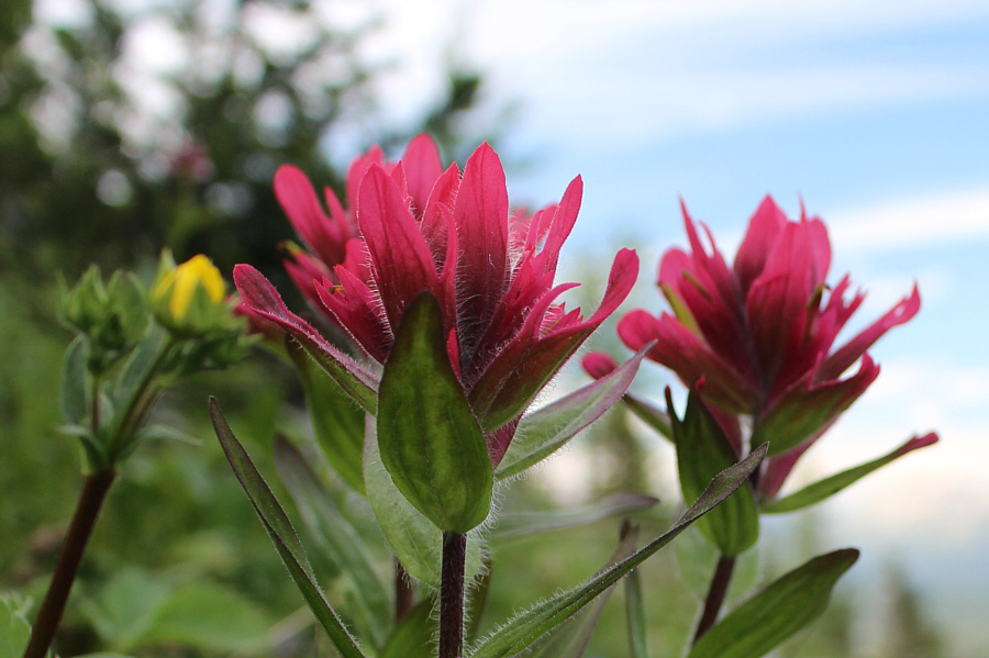 Token flower picture!