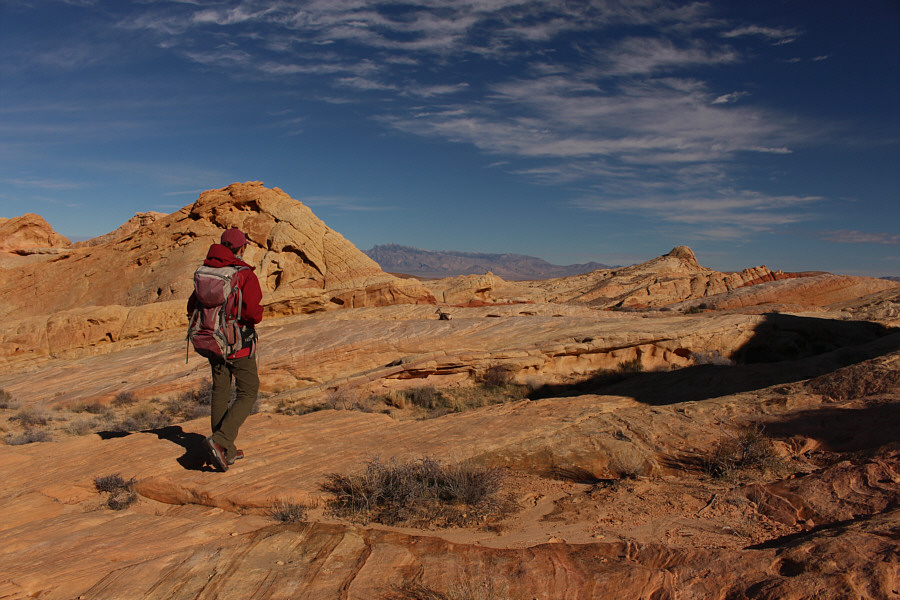 Wow. Were we ever lucky to spot this sheep!