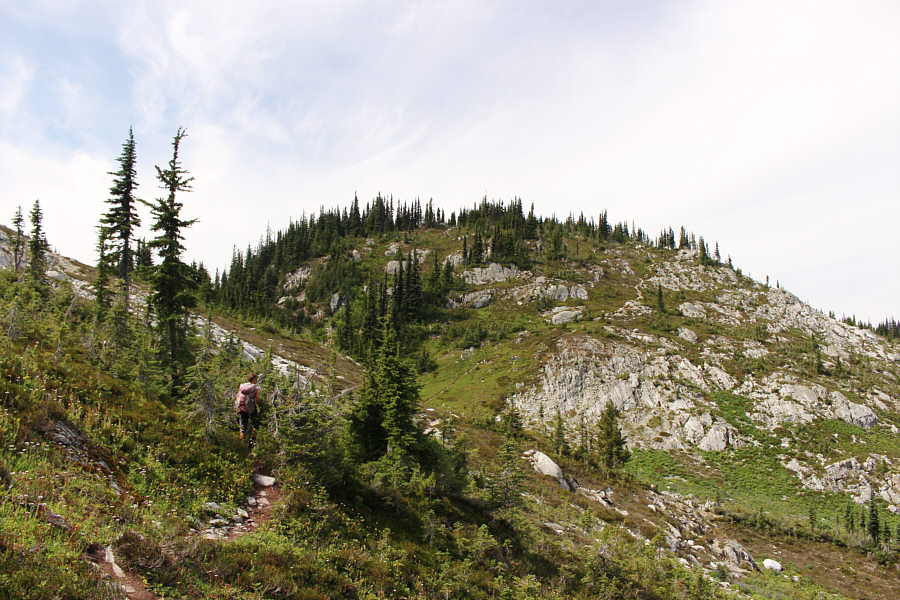 I thought we were done with the trees!