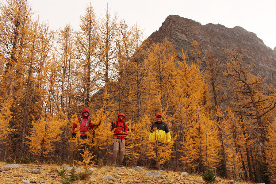 Okay, I think I've had my fill of larches for the season!