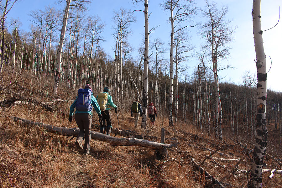 A more esthetically appealing approach to Sinnot Hill than a logging road.