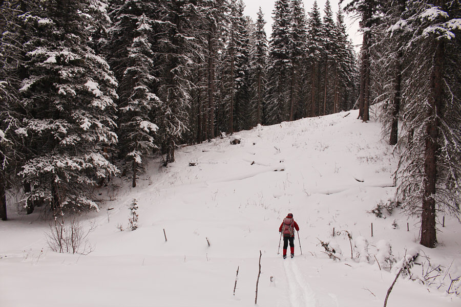 We saw two moose here but were too far away to photograph them!