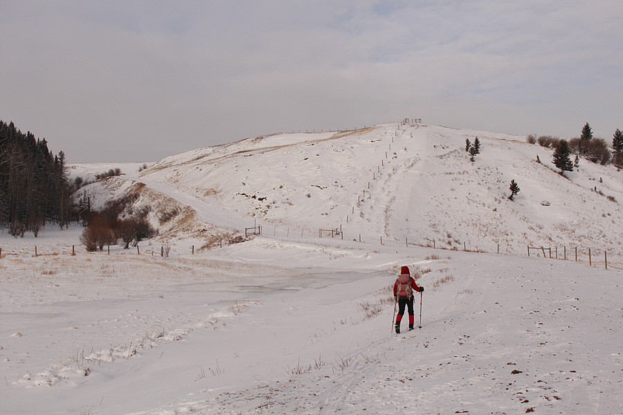 Watch out for all the frozen cow shit here!
