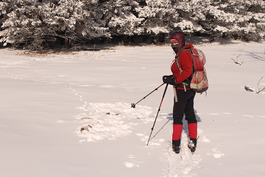 Frozen dinner anyone?