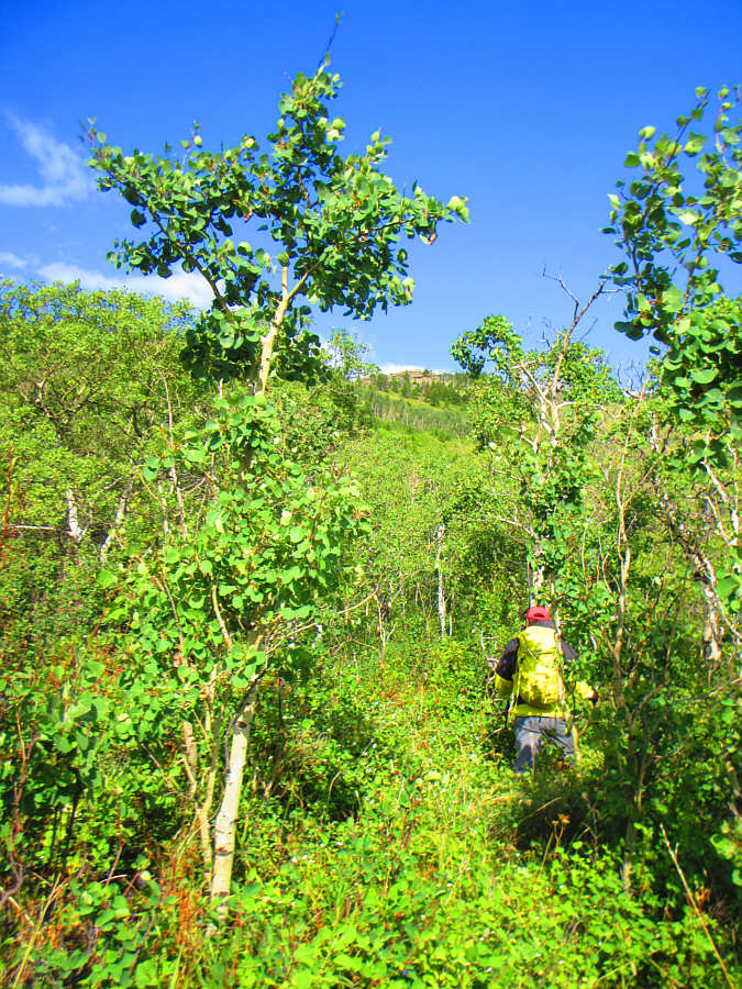 Watch for hidden moose here!