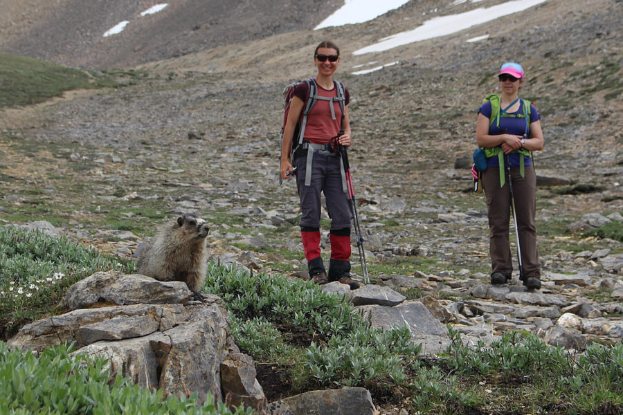Looks like the marmot is wearing a nasal strip!