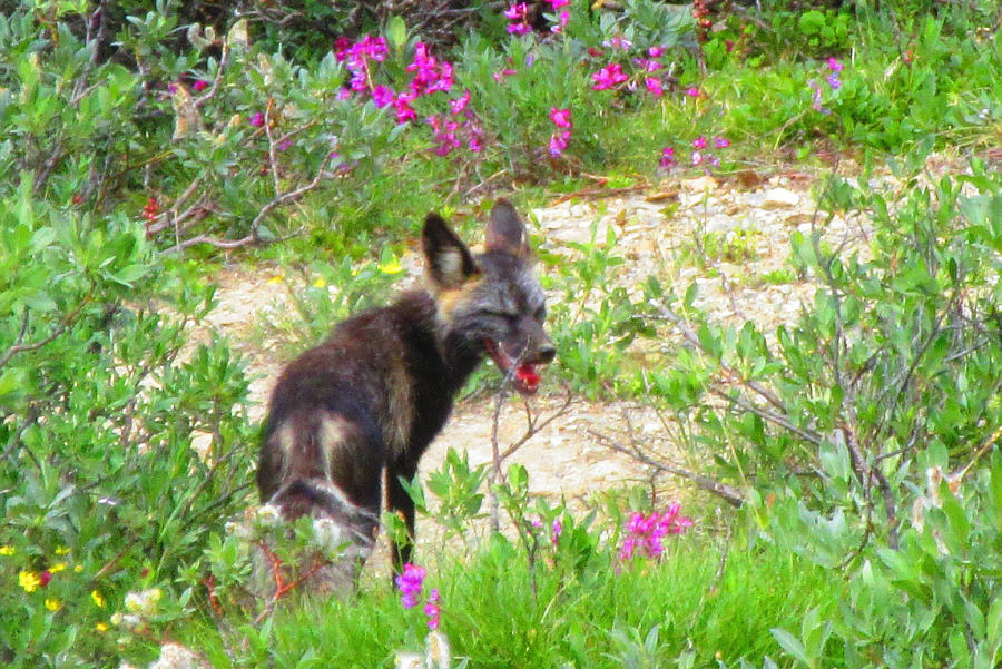 Looks more like an evil fox...