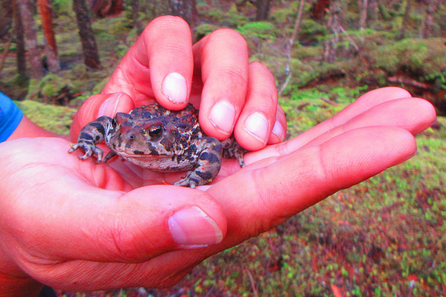 Too bad Eva Nagyova wasn't around to kiss this one!