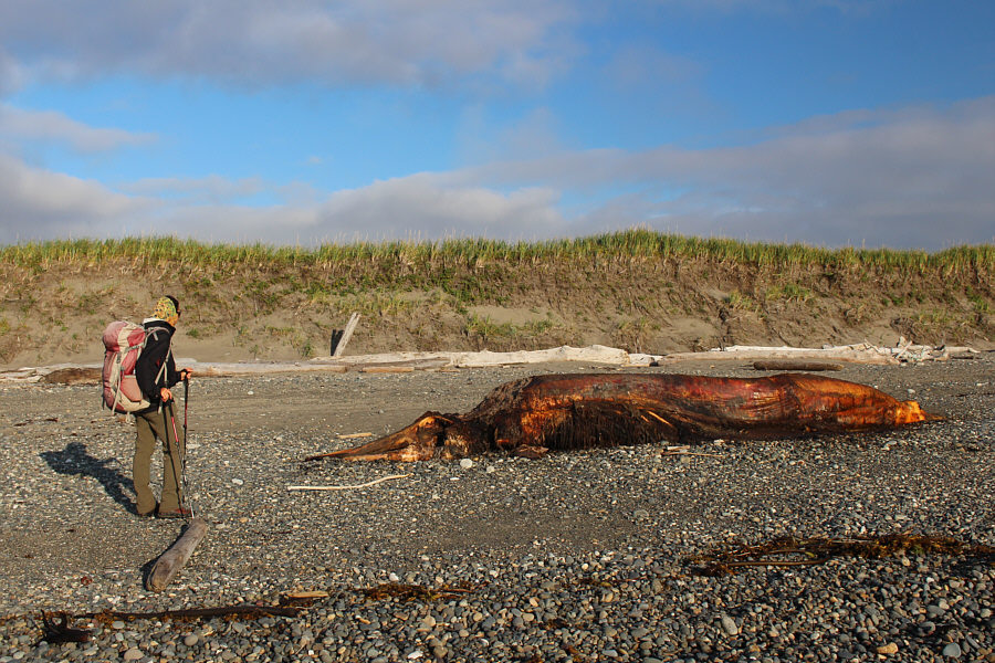 We thought it was a log at first!