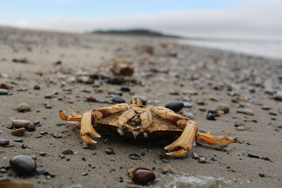 If they were really dead crabs, you would know it from the smell!