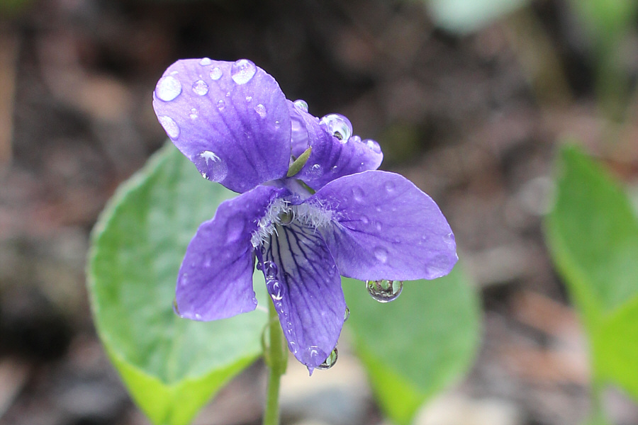 Amazing beads of water!